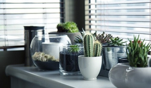 5 idei diferite pentru plantarea unui cactus