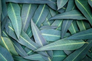 5 remedii cu eucalipt pentru problemele respiratorii