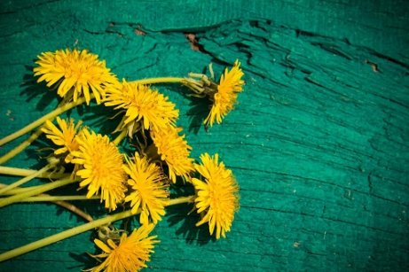 10 motive pentru care sa culegi papadii, Flori de păpădie pentru dureri articulare