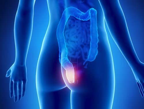 Dietă pentru detoxifierea colonului, parte a sistemului digestiv