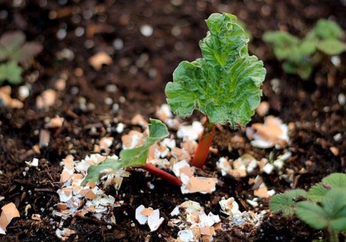 Întrebuințări ale cojilor de ouă ca îngrășământ organic
