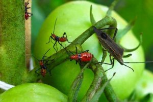 5 soluții pentru exterminarea dăunătorilor