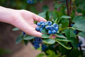 Cultivarea afinelor la tine acasă