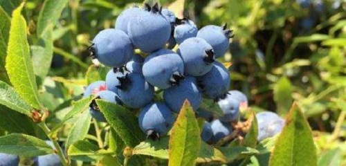 Cultivarea afinelor la tine acasă în grădină