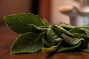 Remediu pentru ficat cu boldo 100% natural