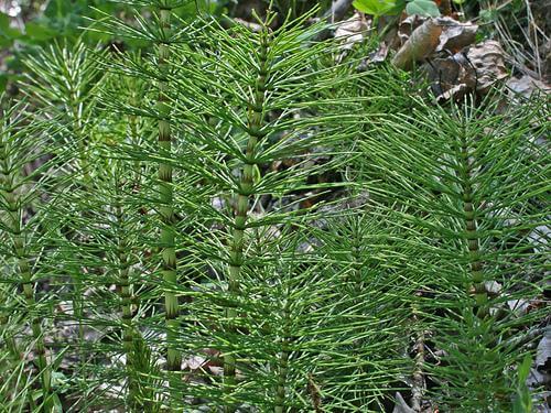 Plantă verde de coada calului