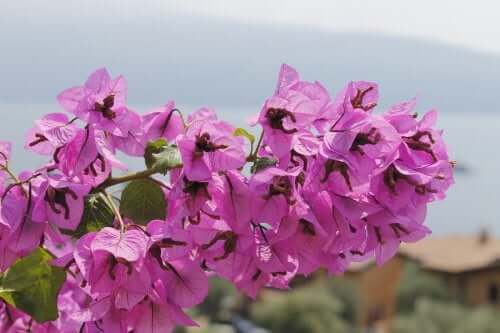 Floarea de hârtie cu flori roz