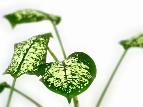 Limba soacrei se află pe lista de plante periculoase