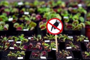 Plante periculoase pe care nu ar trebui să le ai acasă