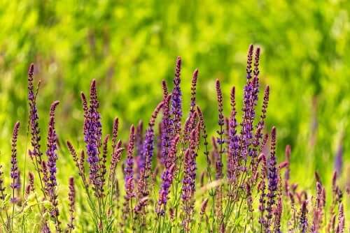 Salvia divinorum