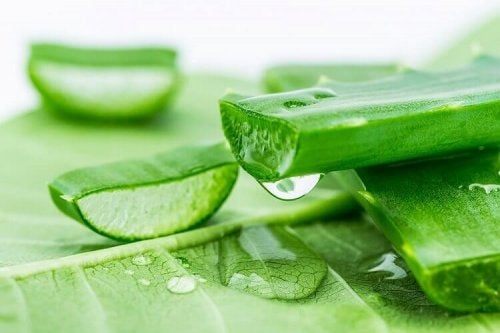 Frunză de aloe vera tăiată