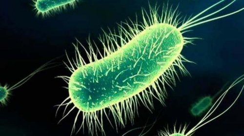 Bacterie care provoacă cistita