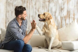 Beneficiile unui animal de companie
