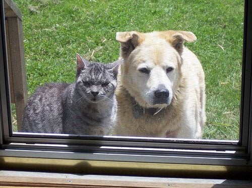 Câine și pisică la geam