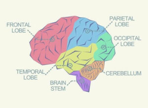 Care este lobul frontal stâng al creierului responsabil? - Tratament