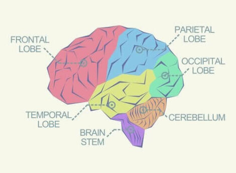 Lobi occipitali în cortexul cerebral