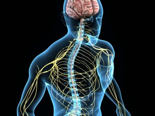 Coloana vertebrală la om