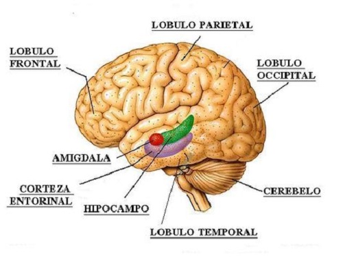 Ce sunt lobii cerebrali