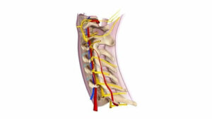 Nervii coloanei vertebrale cervicale