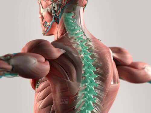 Nervii coloanei vertebrale cervicale