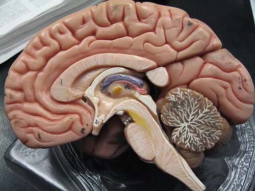 Hemoragiile subarahnoidiene și subdurale în creierul uman