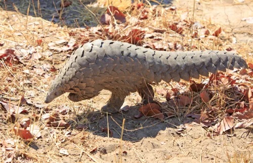 Pangolinul este responsabil de transmiterea coronavirusului