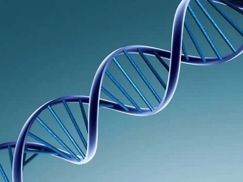 ADN prezent într-un virus