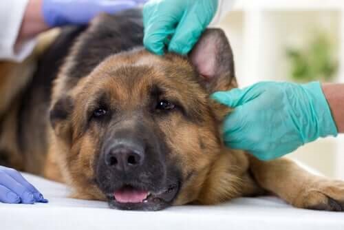 Câine testat pozitiv pentru coronavirus