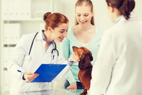 Medic veterinar examinând un câine