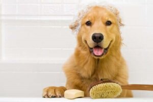 Trebuie să spălăm mai des câinii în timpul pandemiei?