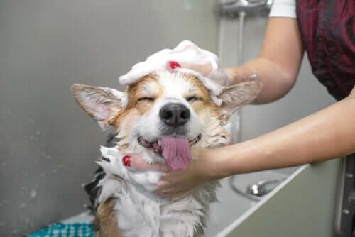 Spălăm mai des câinii în timpul pandemiei de coronavirus