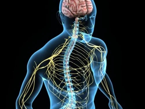 Beneficiile colinei pentru sistemul nervos central
