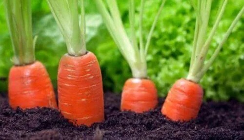 Beneficiile morcovilor plantați în grădina proprie