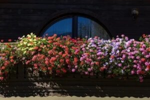 Flori parfumate pentru grădinile mici