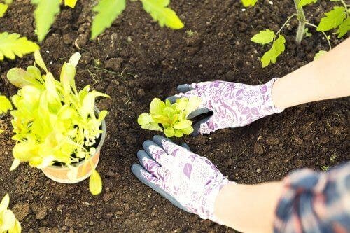 Grădinar transplantând florile din sol în ghiveci