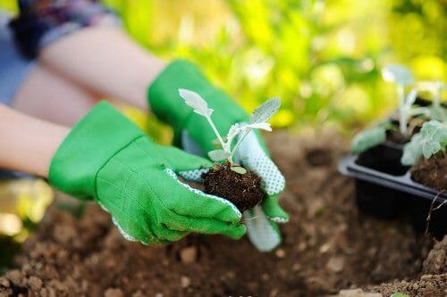 Replantarea corectă a plantelor în 4 pași