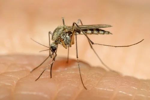 Insectă care înțeapă pielea