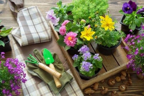 Materiale necesare pentru replantarea corectă a plantelor