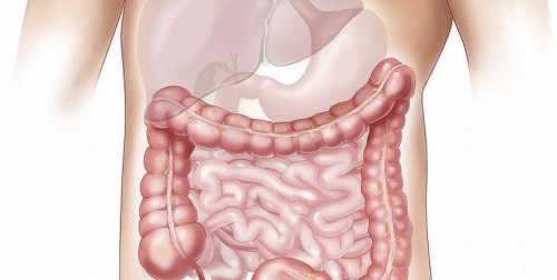 Sistemul digestiv uman