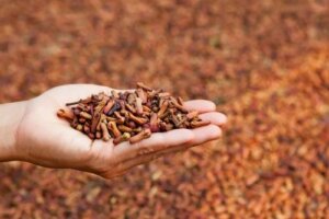 5 utilizări medicinale ale cuișoarelor