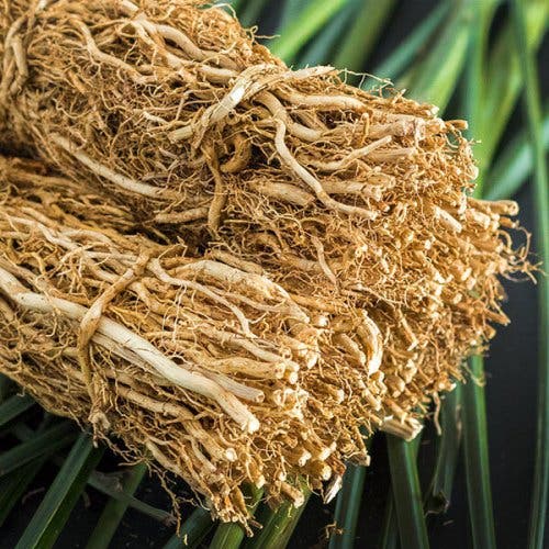 Buchet de rădăcini de vetiver