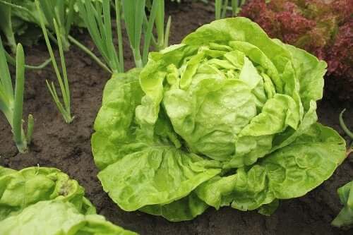 Soiuri de salată verde și moduri de cultivare