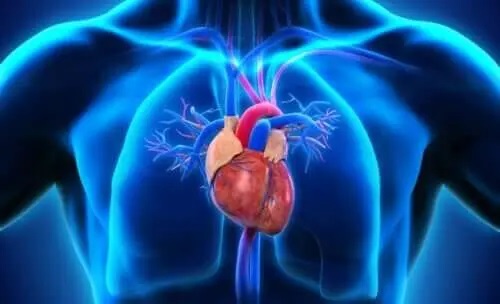 Inimă reprezentată în corpul uman