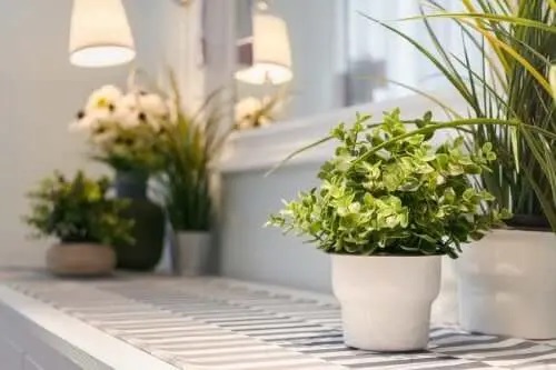 Ghivece cu plante de interior