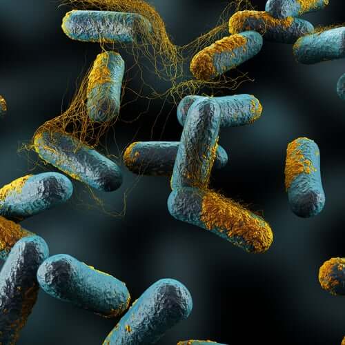 Bacterie din cauza căreia mierea nu trebuie inclusă în alimentația bebelușilor