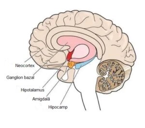 O tulburare rară de mișcare: ce este atetoza?