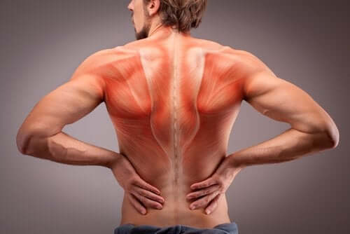 Anatomia mușchilor spatelui: informații esențiale
