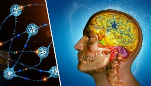 Desen ilustrând distribuția neuronilor