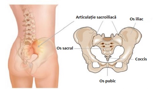 Desen ilustrând locația și structura articulației sacroiliace