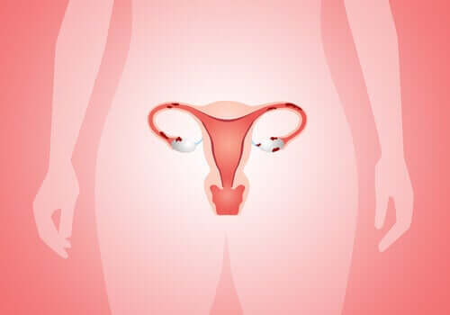 Desen ilustrând sistemul reproducător feminin